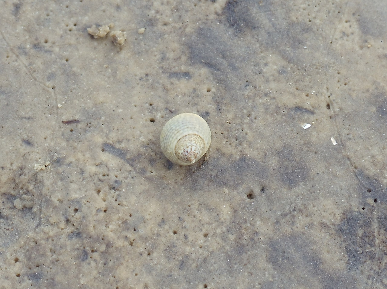 snail snails gastropod free photo