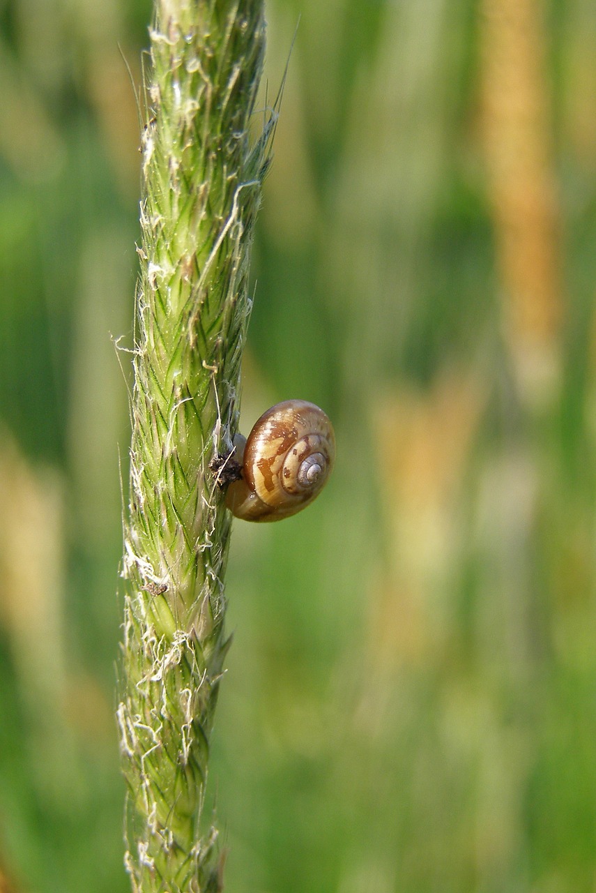 snail grass meadow free photo