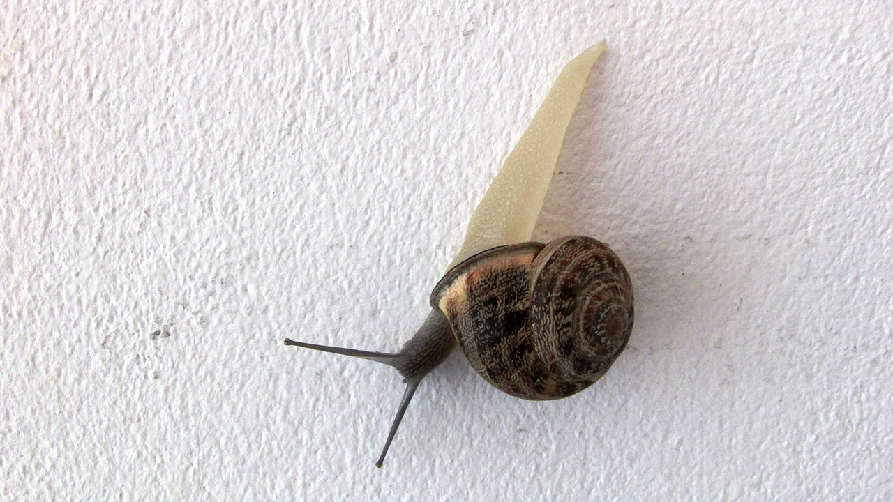 snail wall visitor free photo