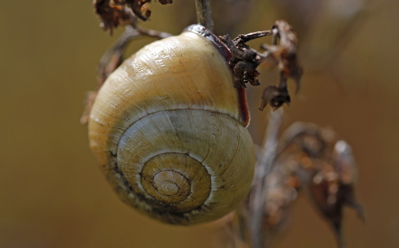 snail brown bush free photo