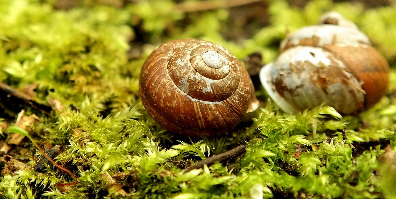 snail shell green free photo