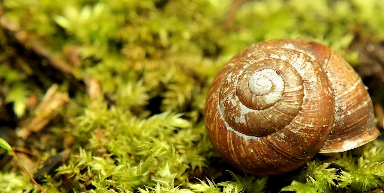 snail shell green free photo