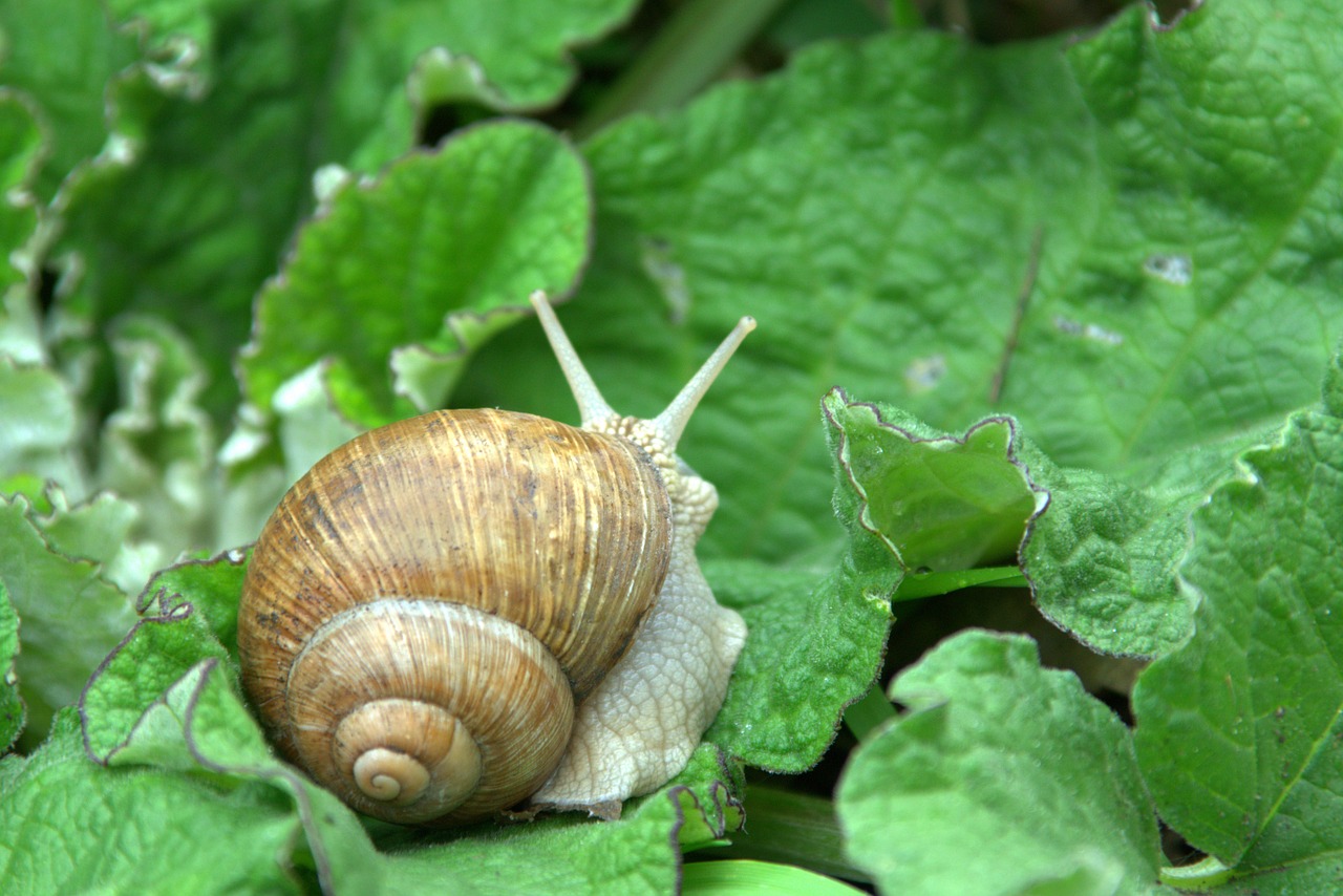 snail winniczek animal free photo