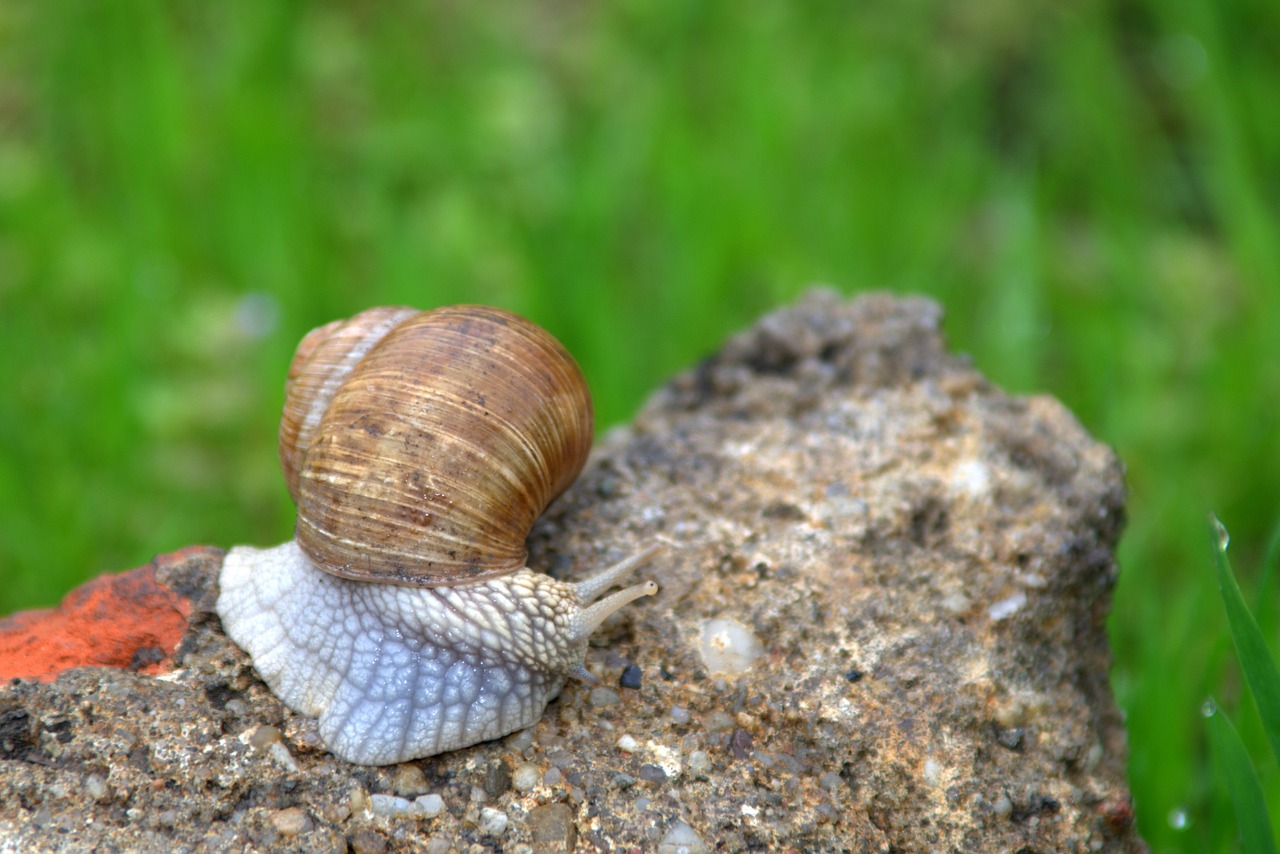 snail winniczek animal free photo