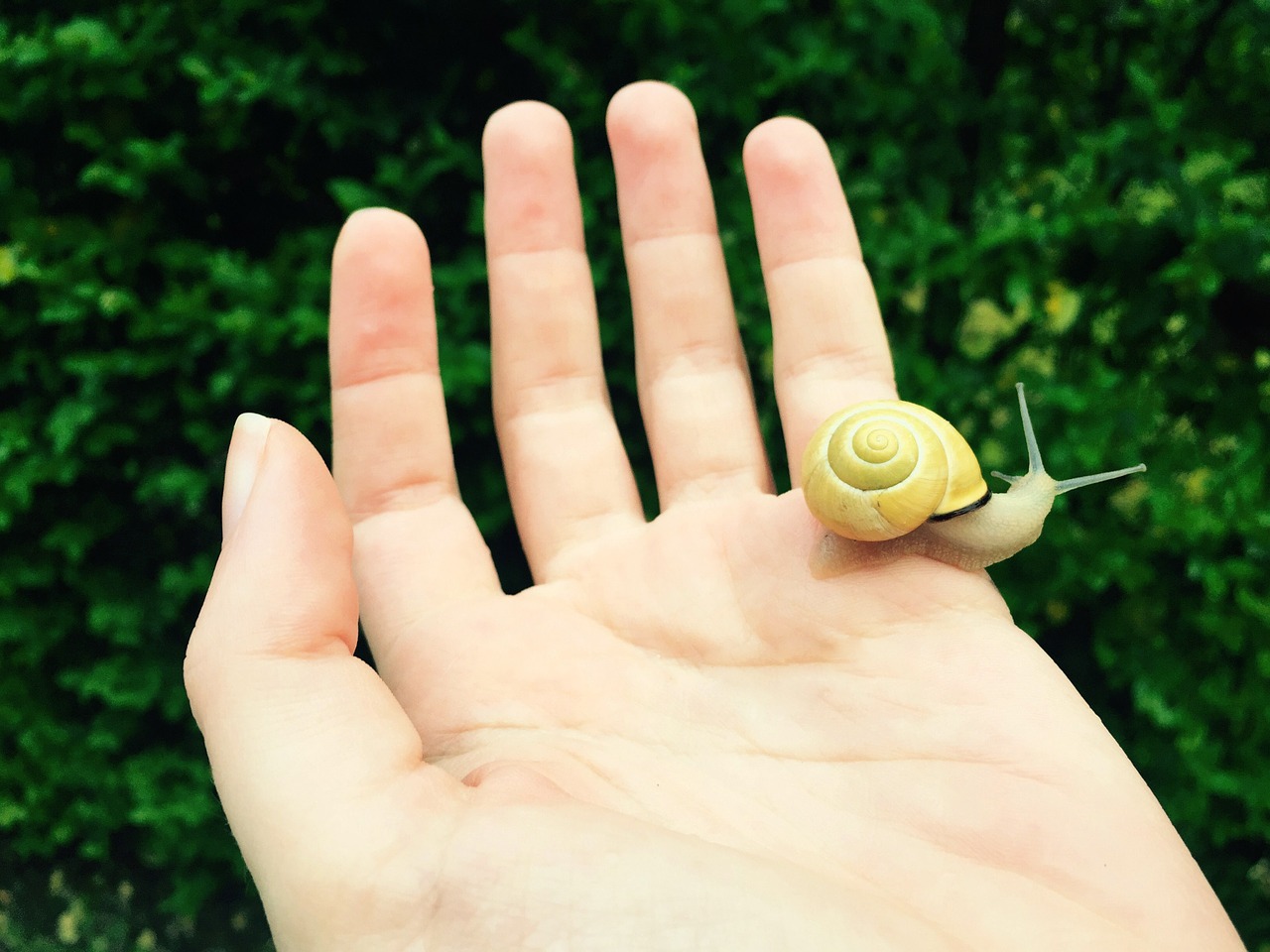 snail hand nature free photo