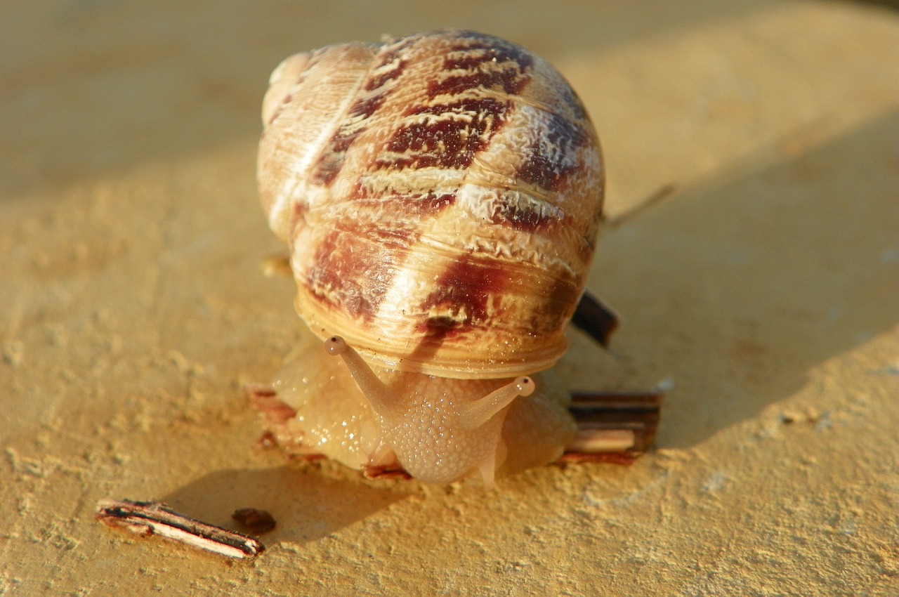 snail edible snail cantareus aspersus free photo