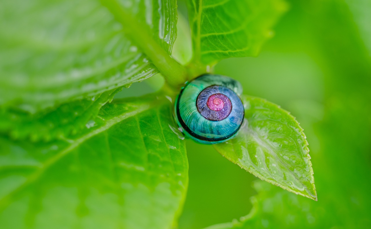 snail colorful hydrangea free photo