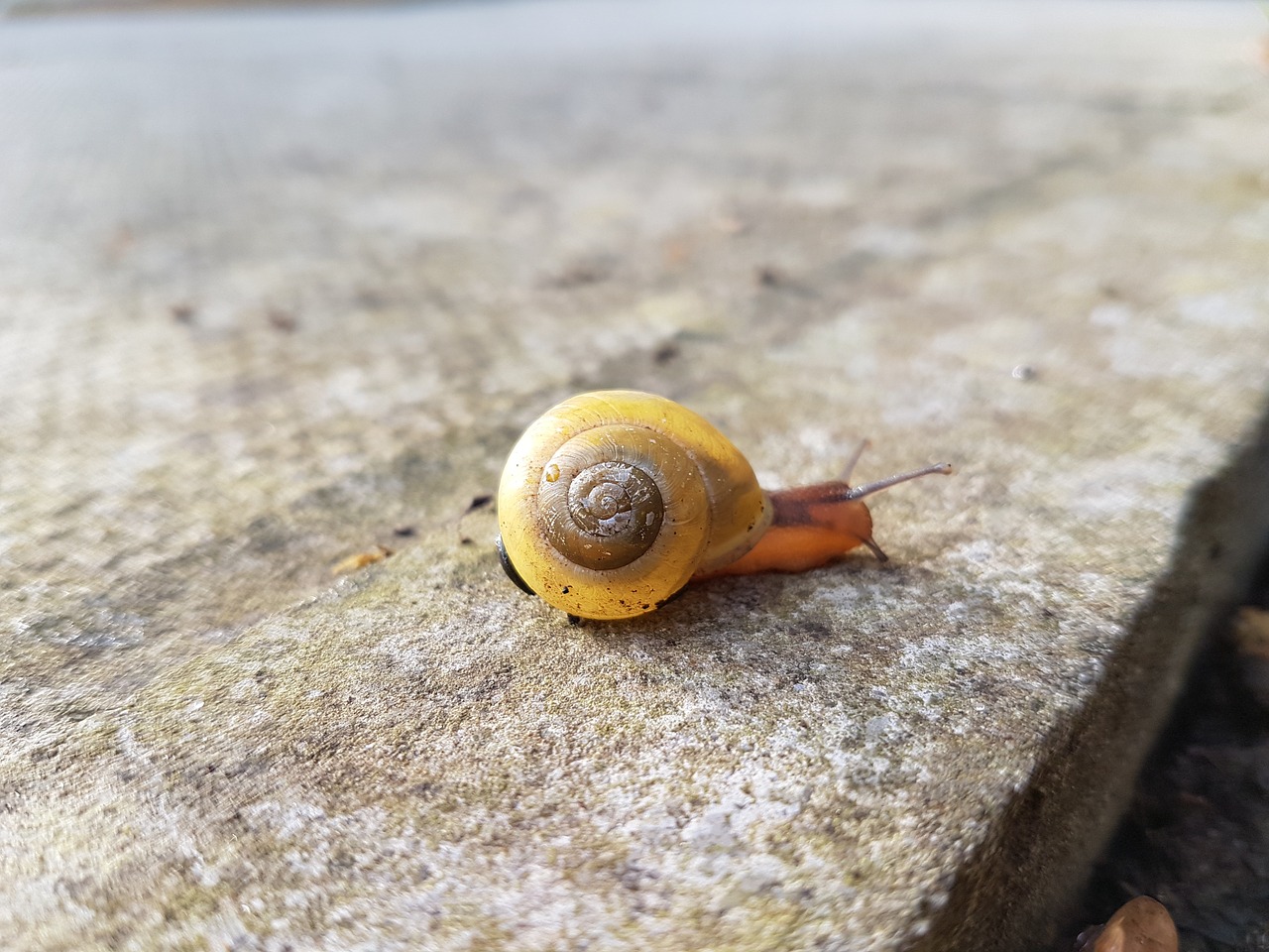 snail concrete focus free photo