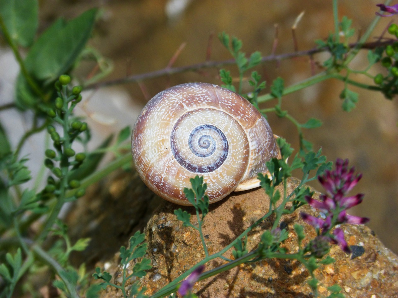 snail spiral beauty free photo