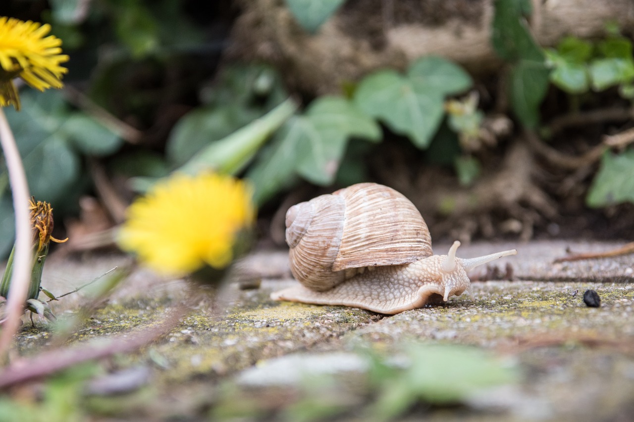 snail nature animal free photo