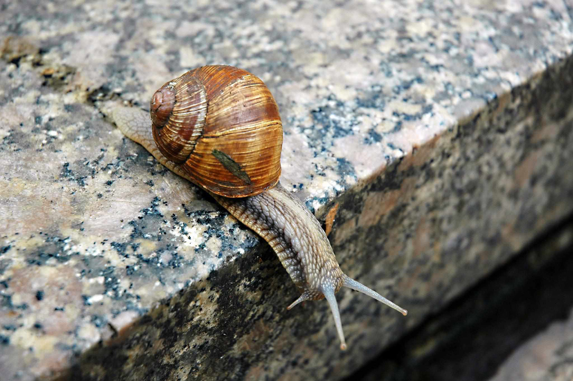 insects animals snail free photo