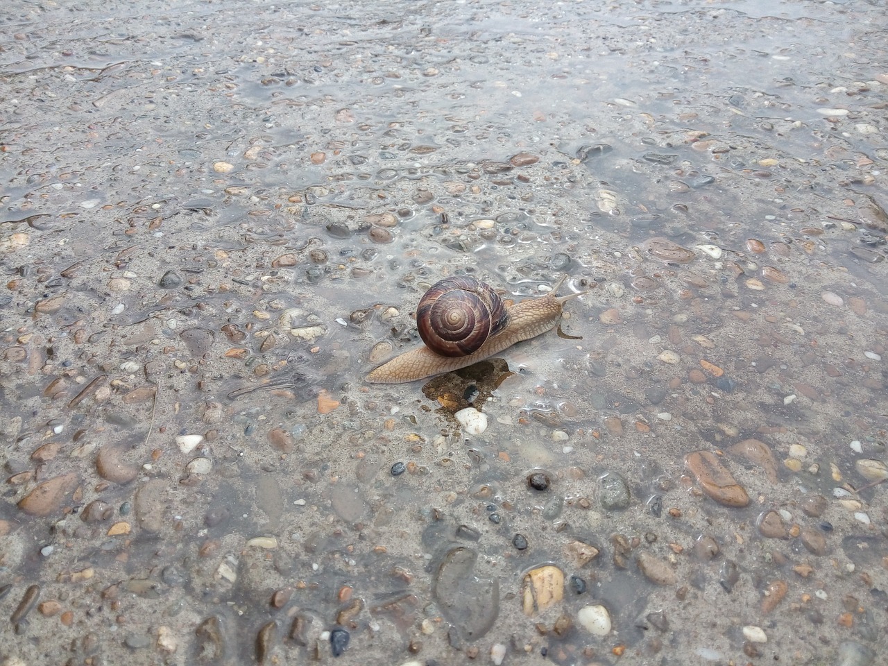 snail water road free photo