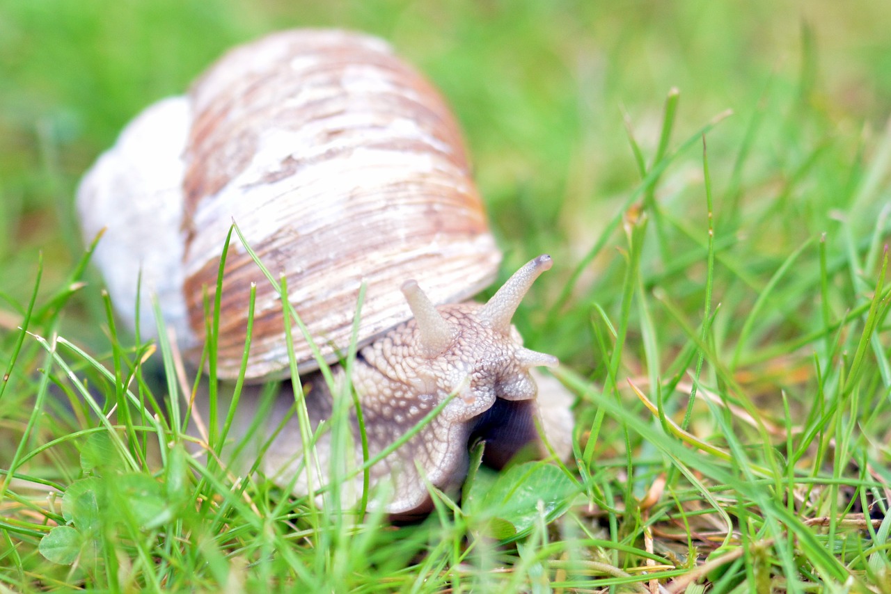snail mollusk shell free photo
