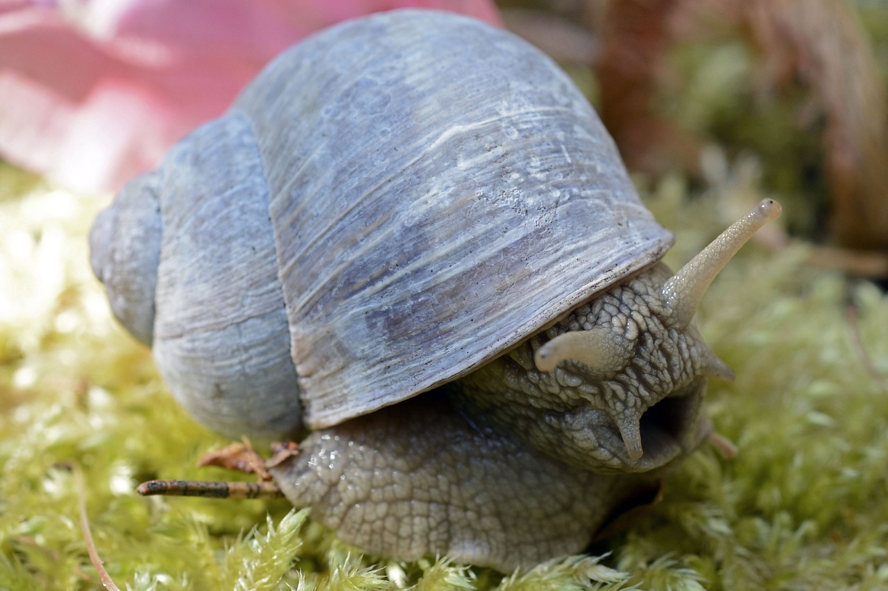 snail animal shell free photo