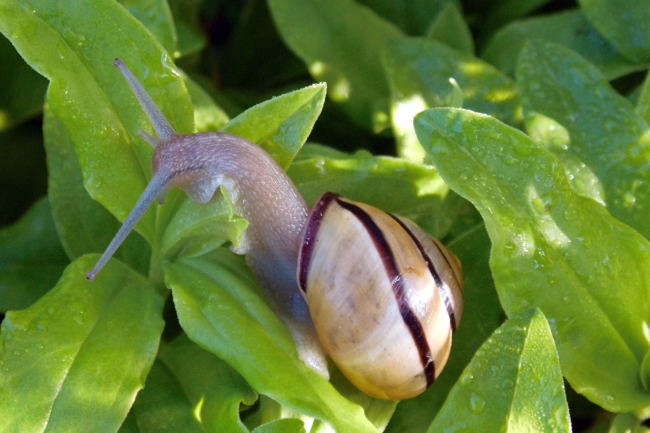 snail animal shell free photo