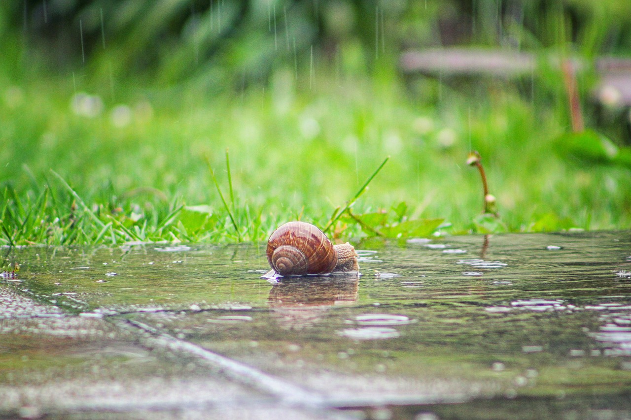 snail rain shell free photo