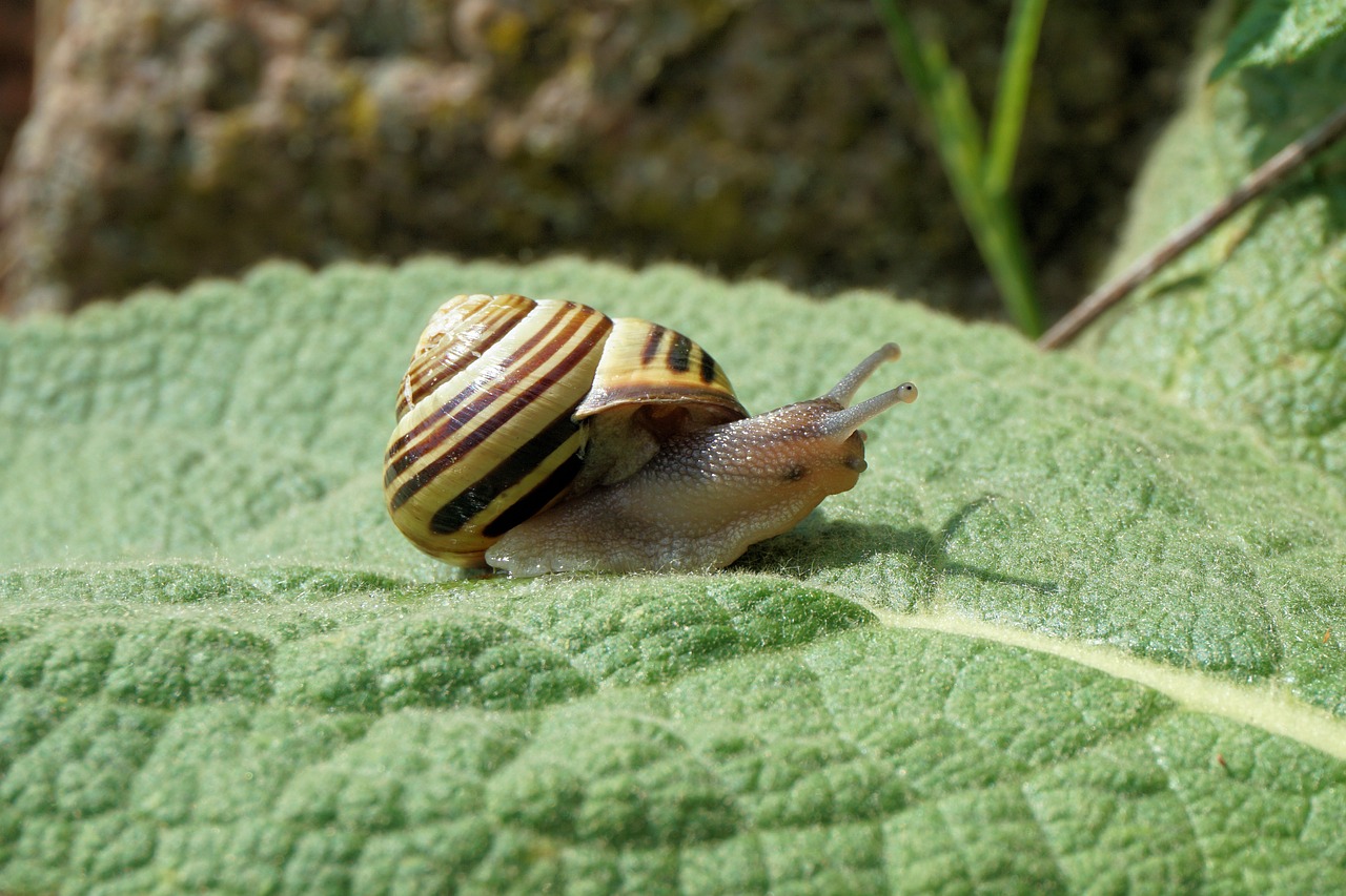 snail garden shell free photo