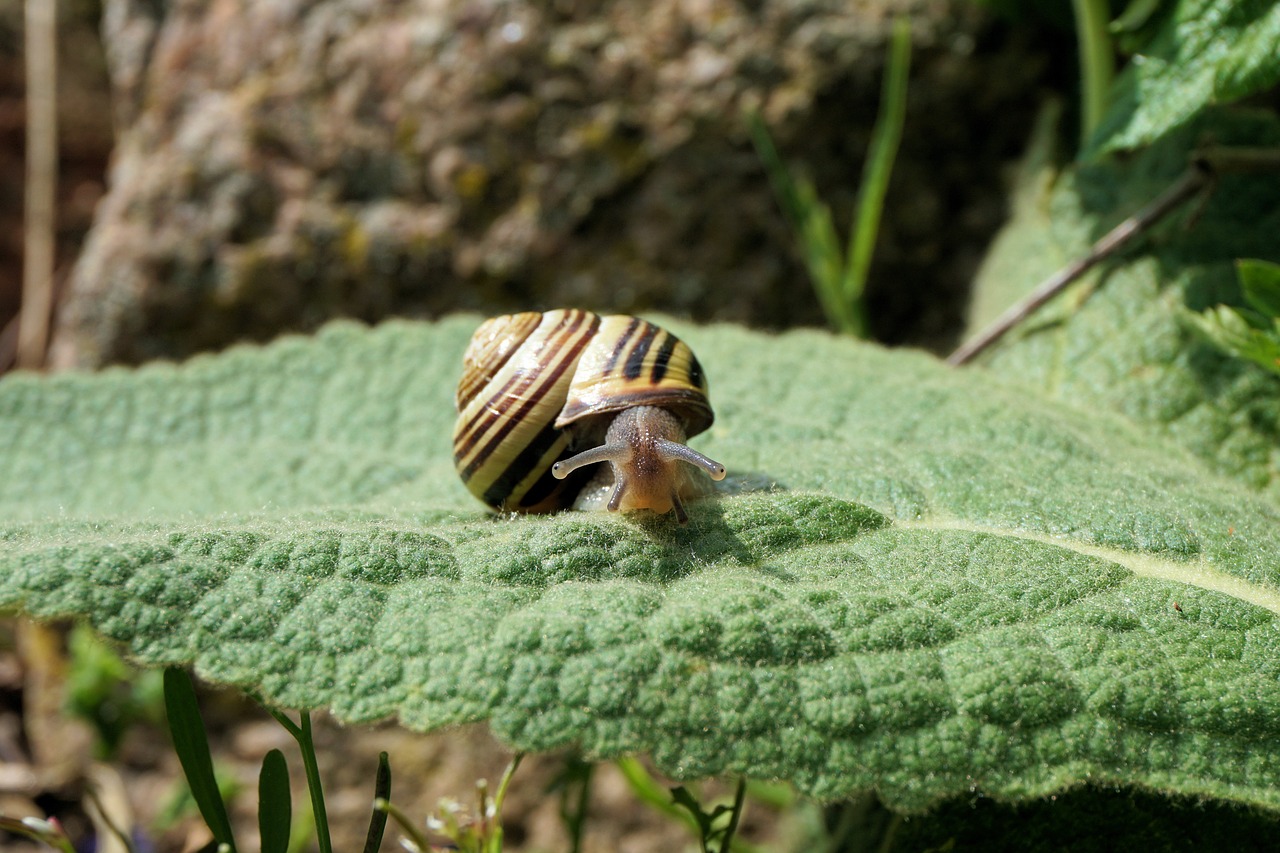 snail garden shell free photo