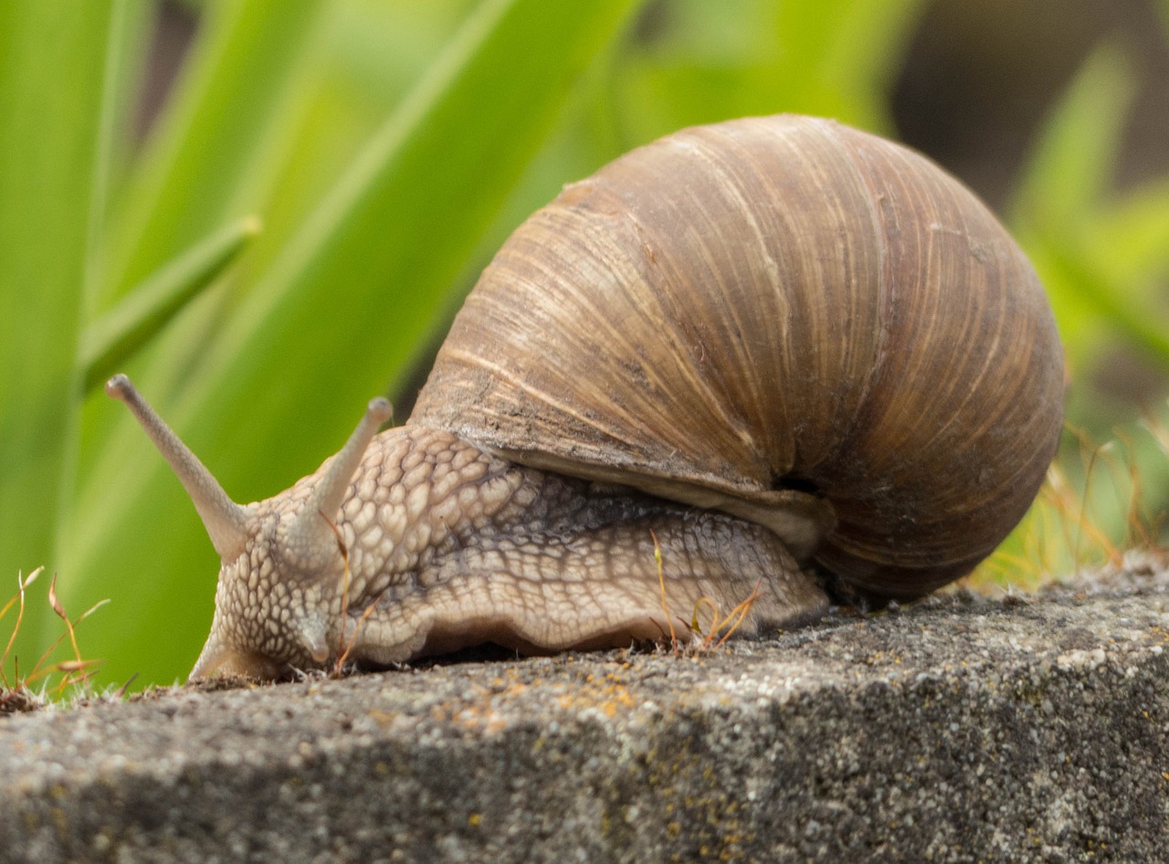 snail mollusk crawl free photo