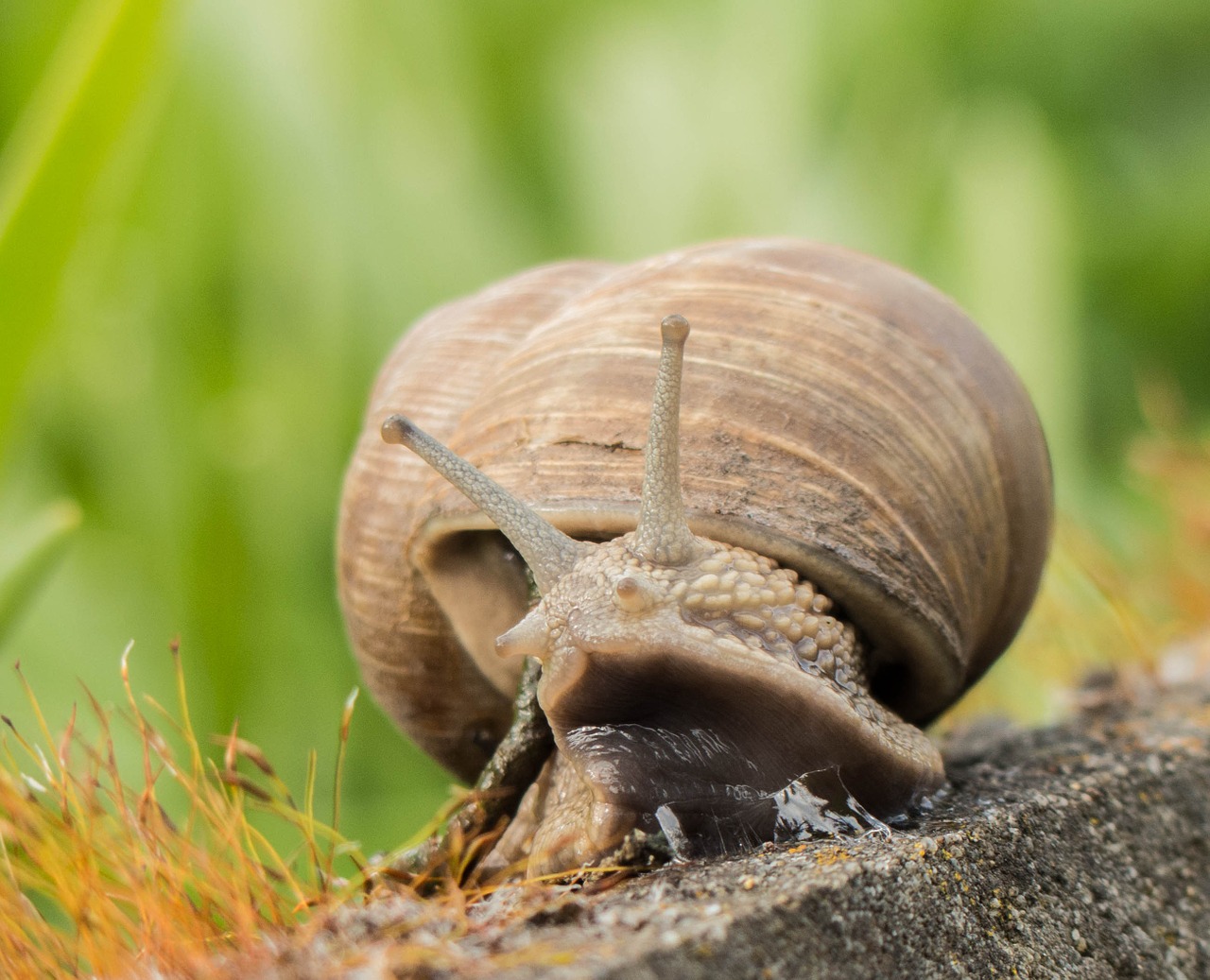 snail mollusk crawl free photo