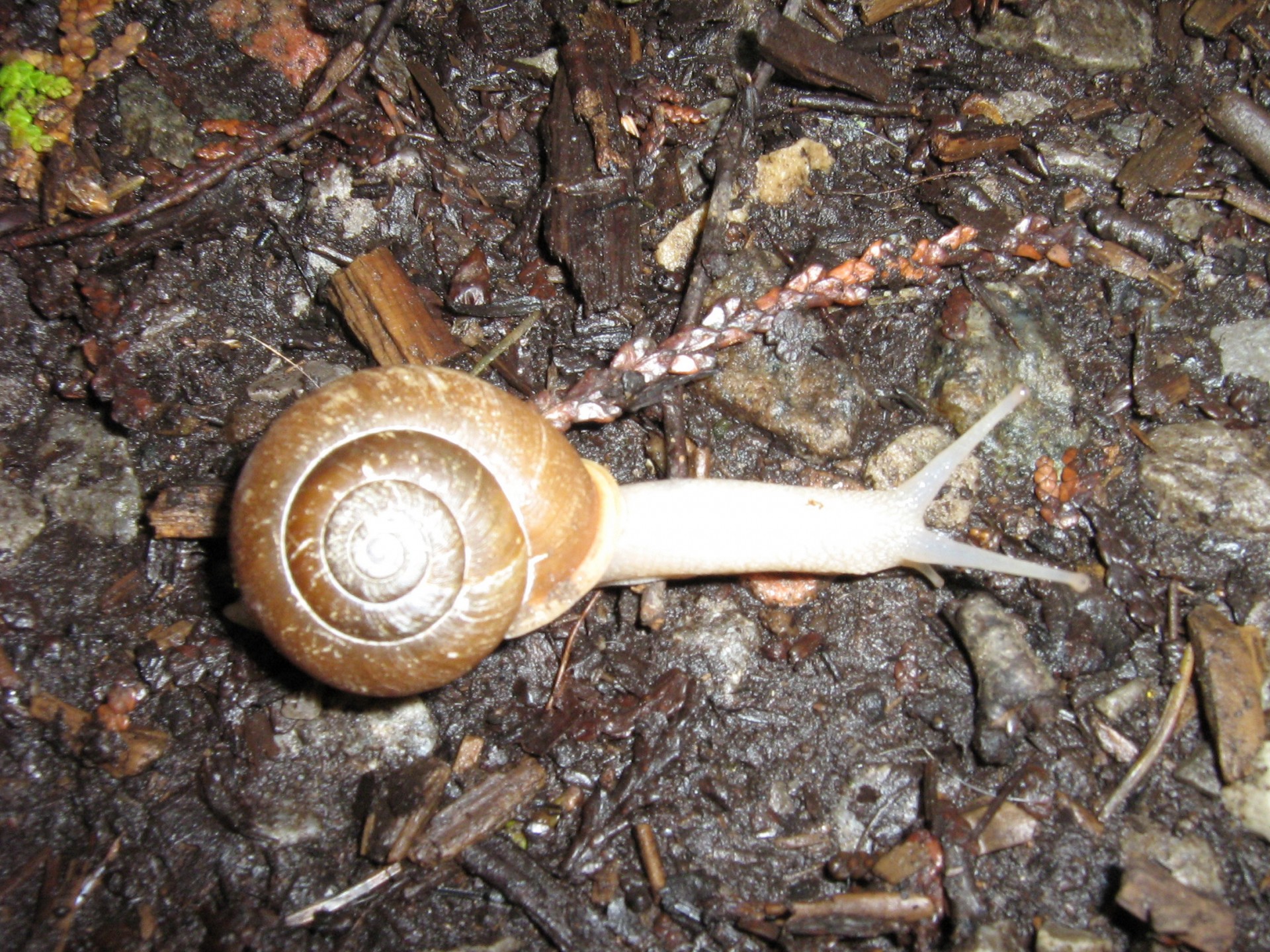 snail slug creature free photo