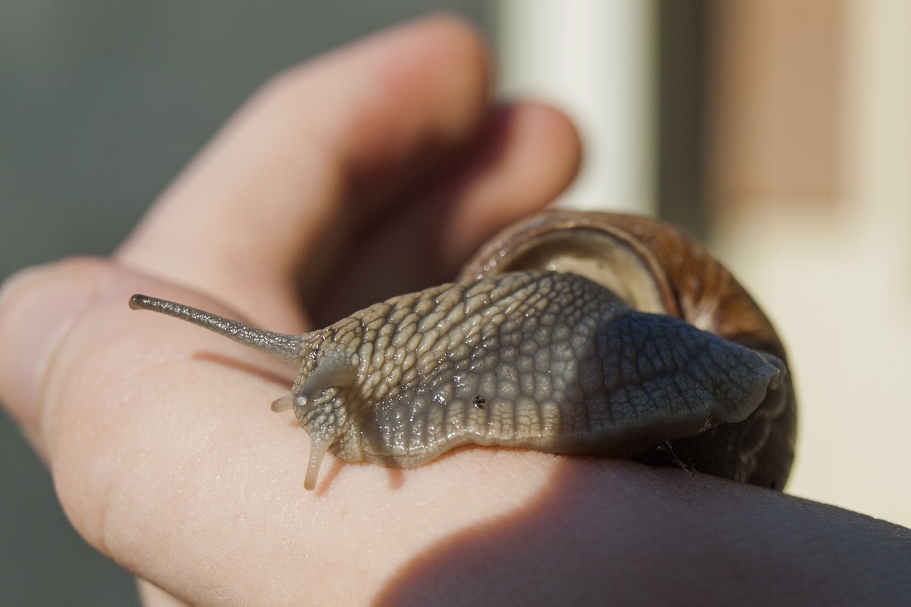 snail shell mollusk free photo