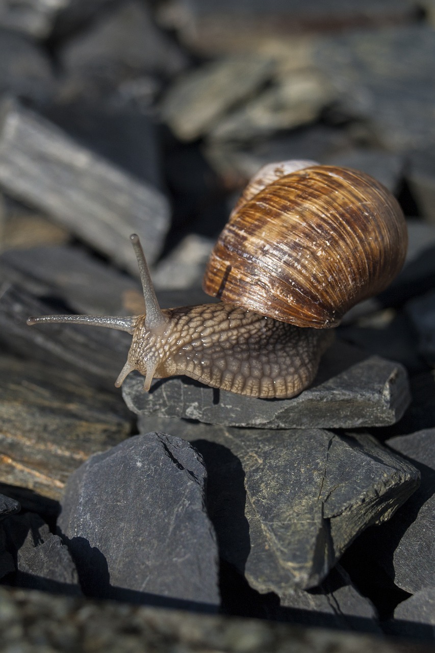 snail mollusk nature free photo