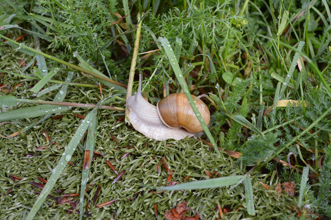 snail grass green free photo