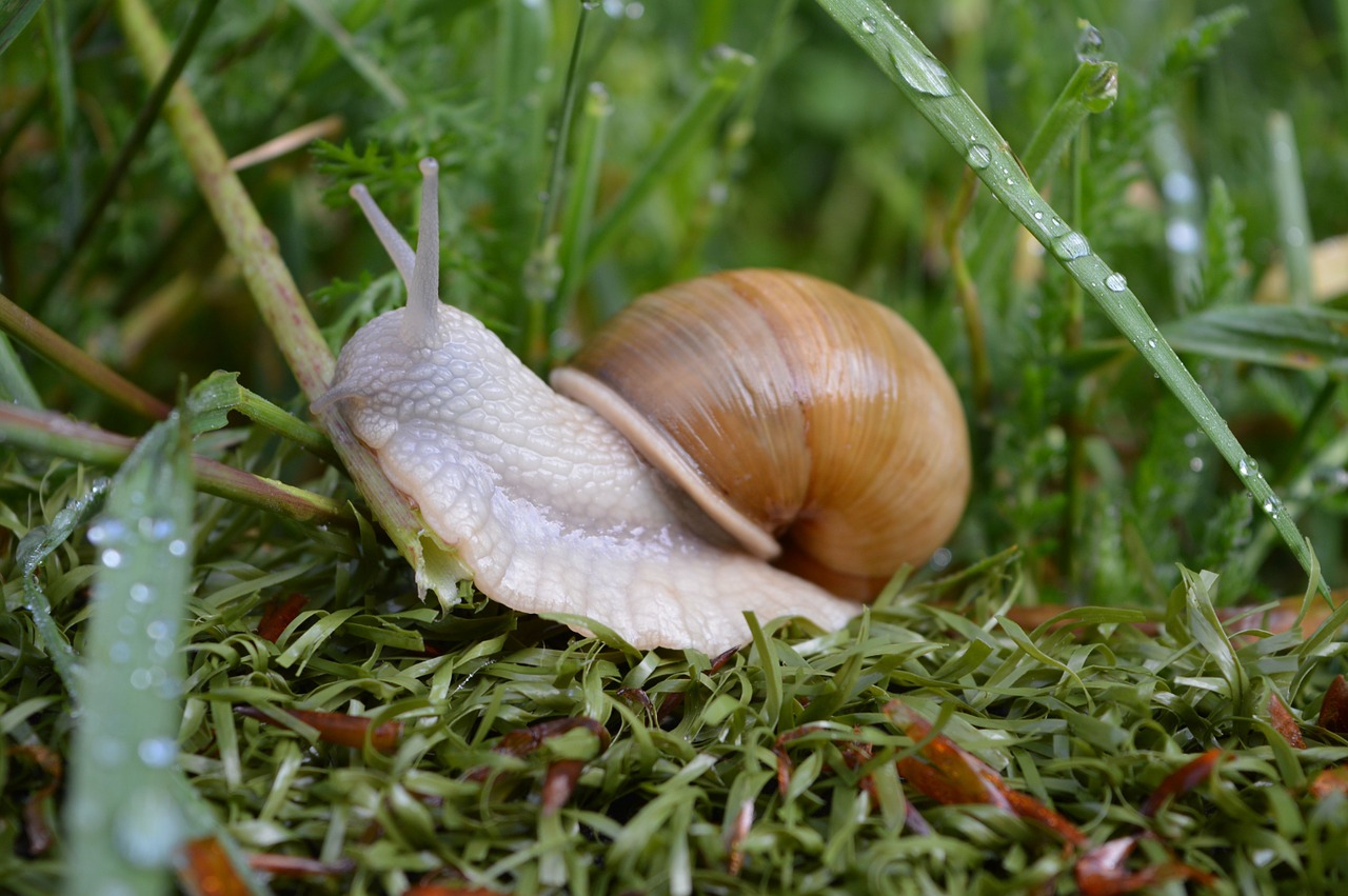 snail grass green free photo