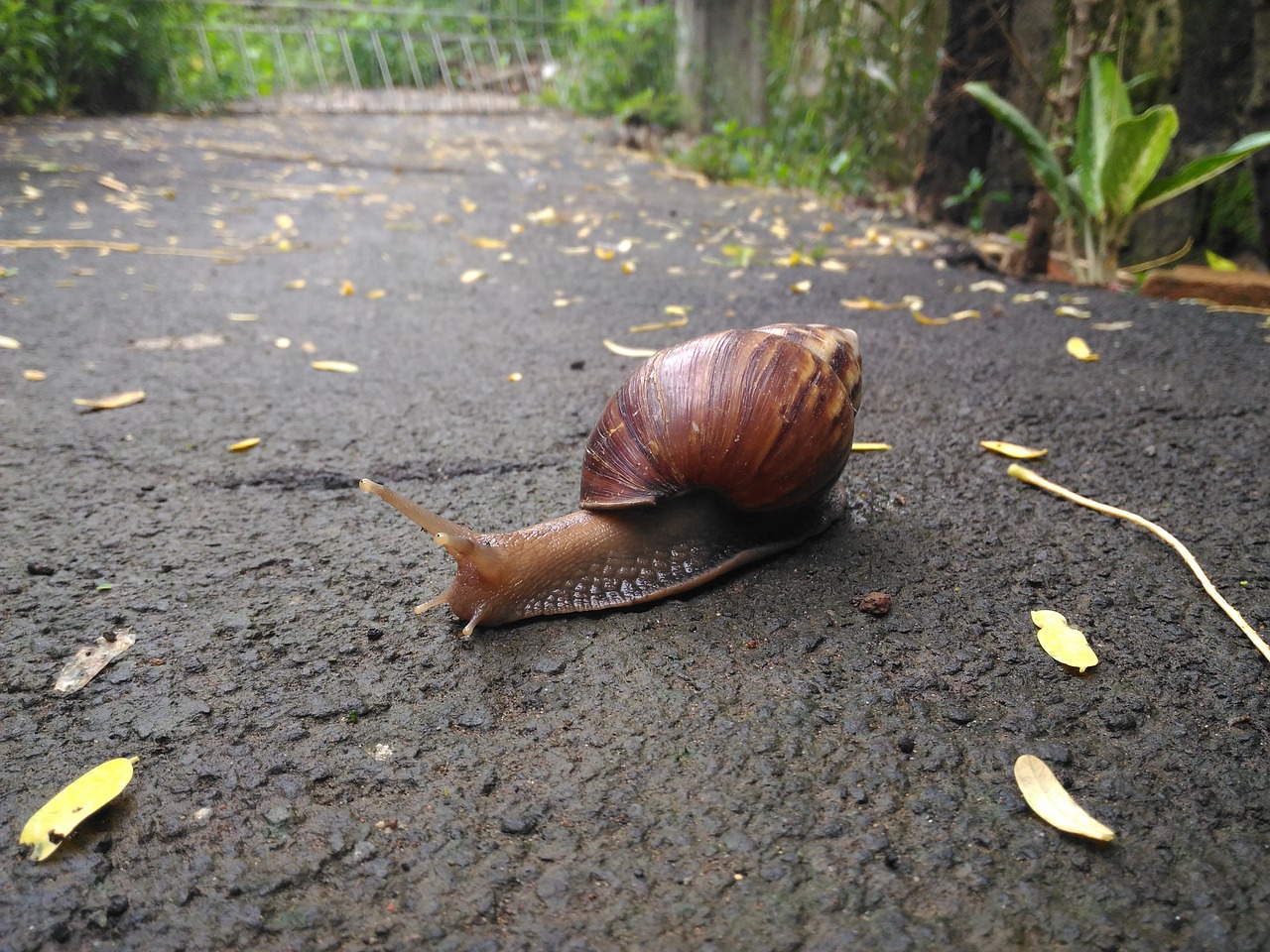 snail road own free photo