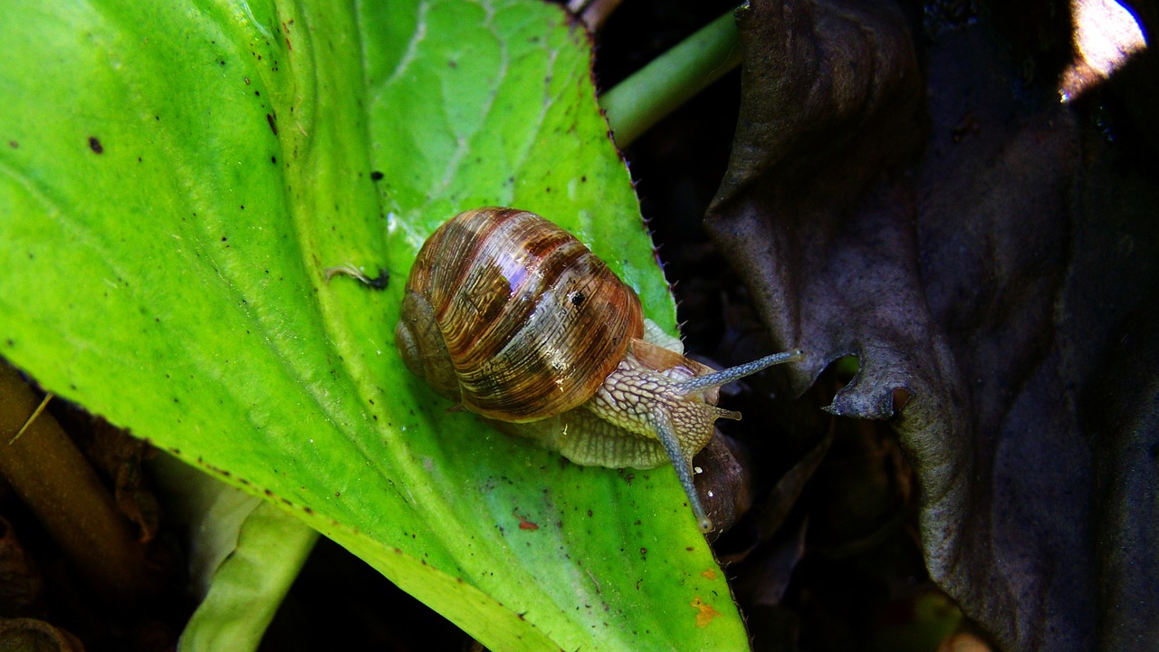 snail animal molluscs free photo
