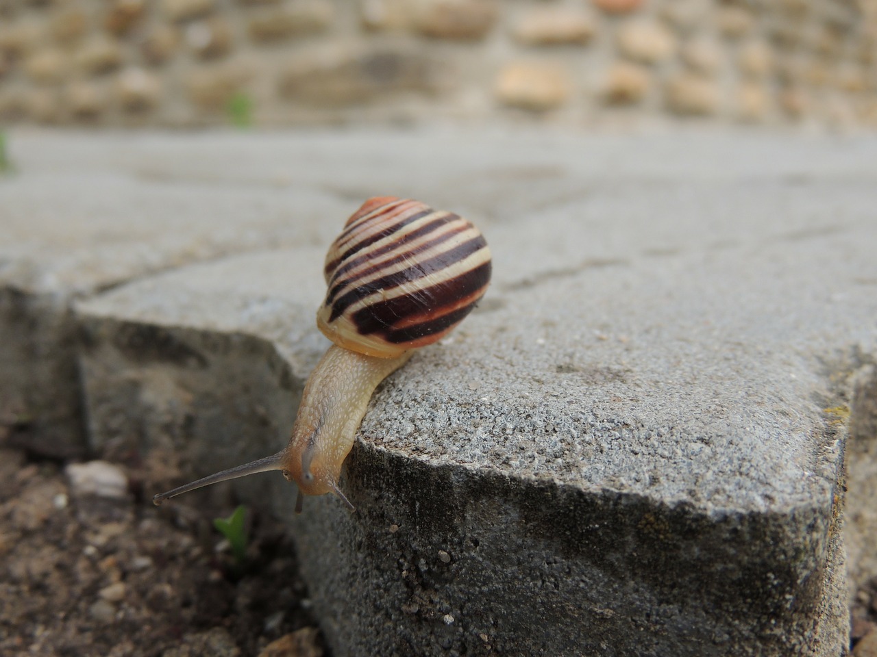 snail conch paving free photo