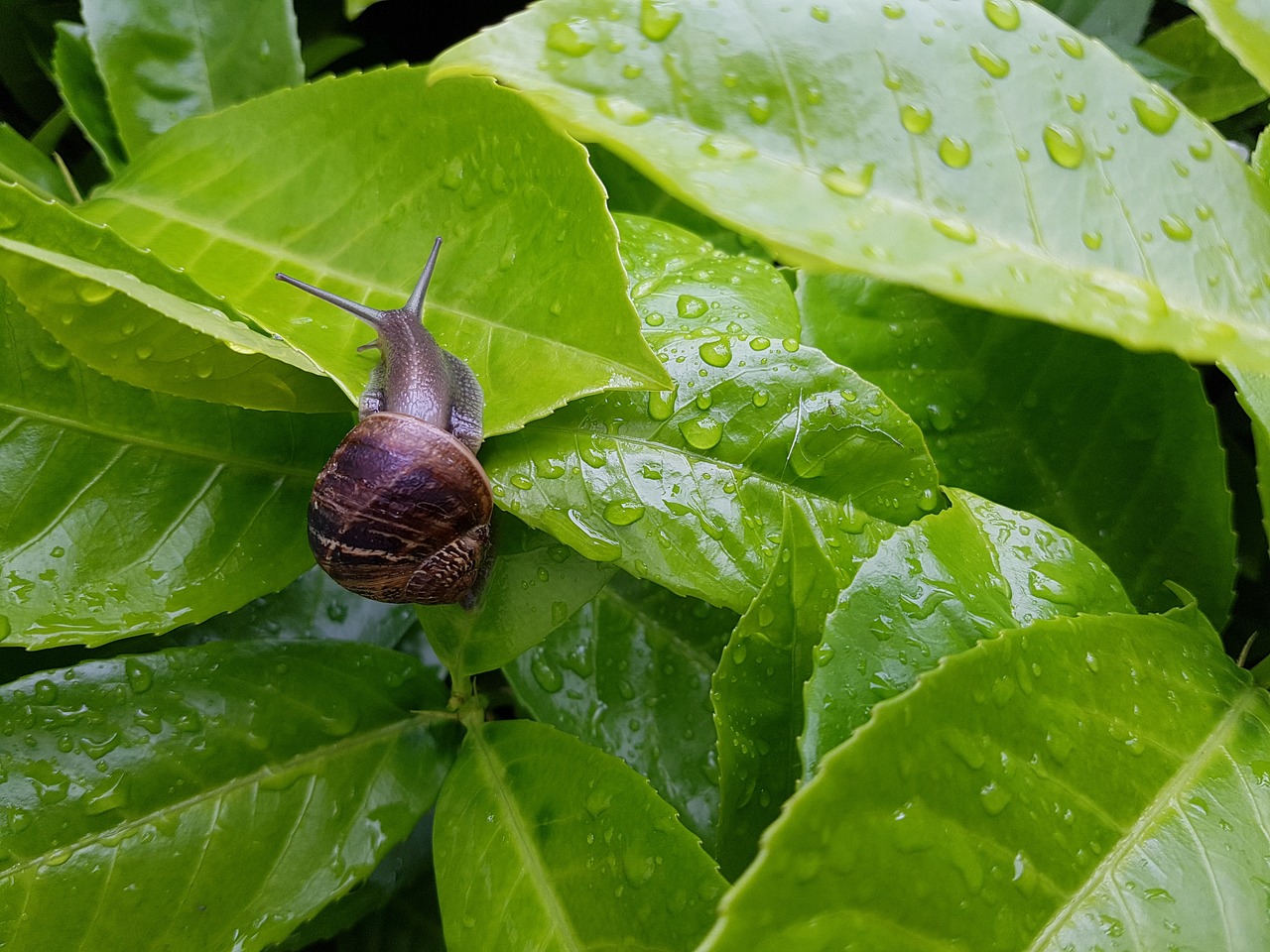 snail green garden free photo