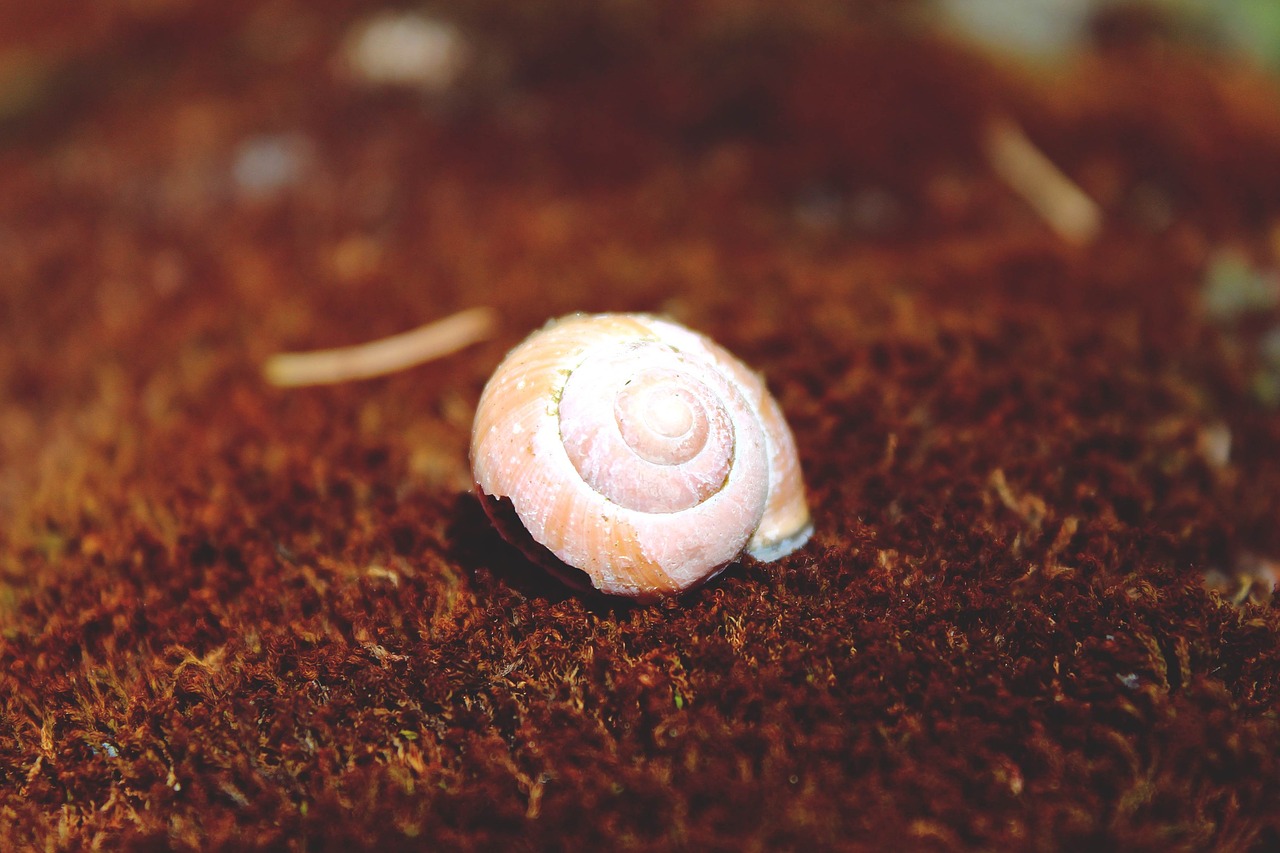 snail shell snail shell free photo