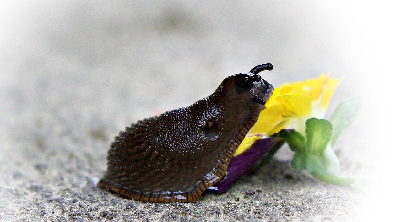 snail slug mollusk free photo