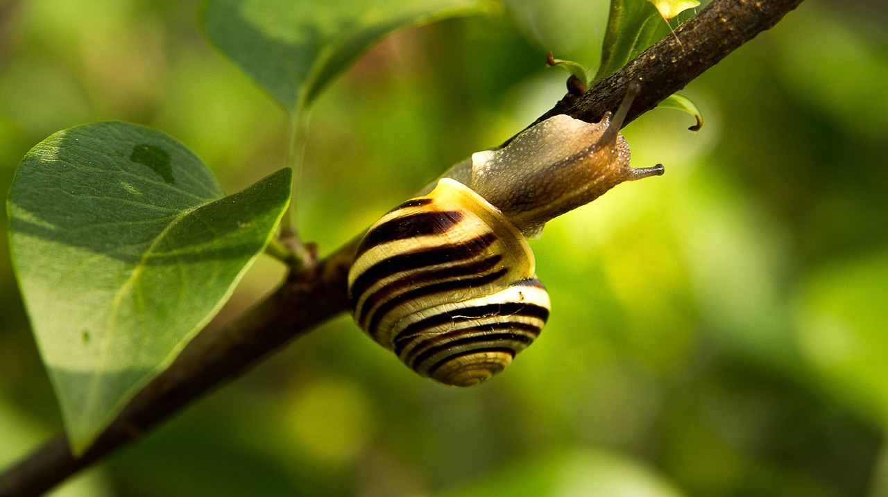 snail animal nature free photo