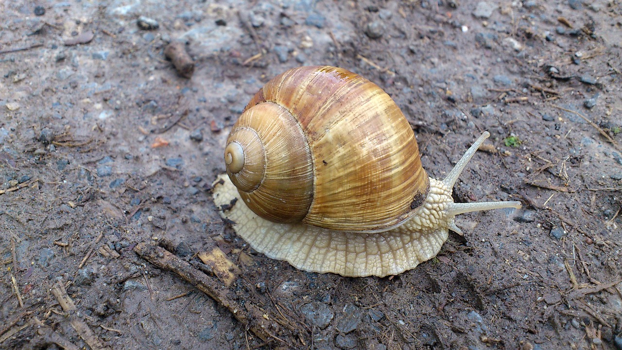 snail nature animals free photo