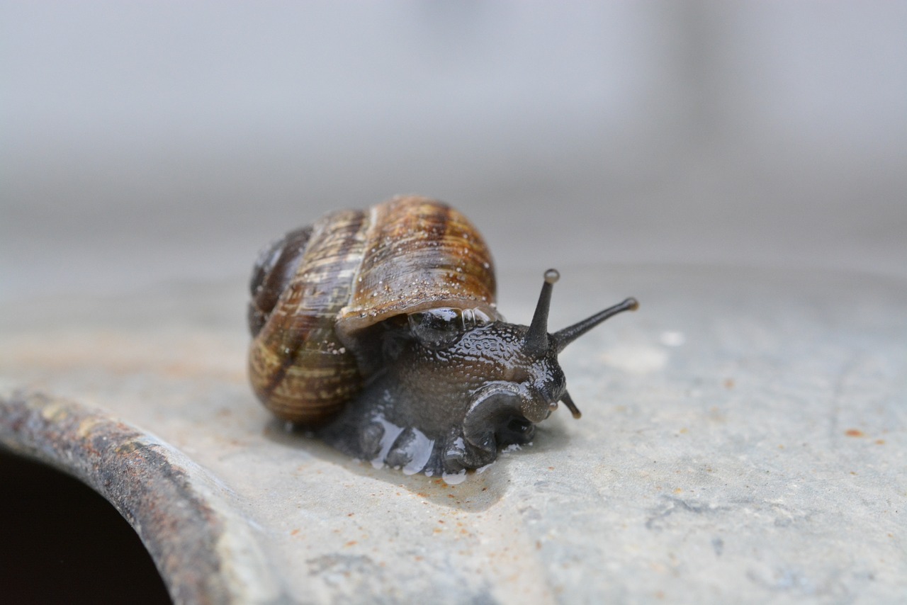 snail shell macro free photo