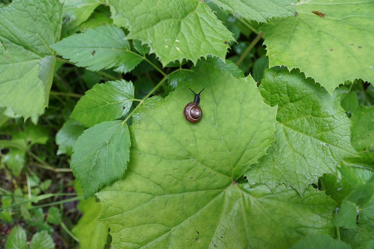 snail leaf green free photo