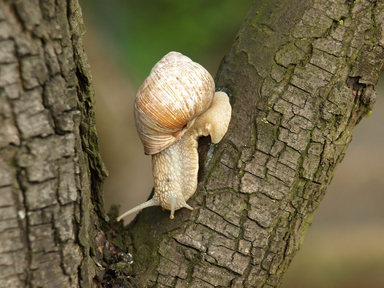 snail tree nature free photo