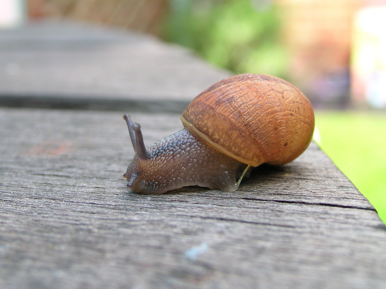 snail sheffield england free photo