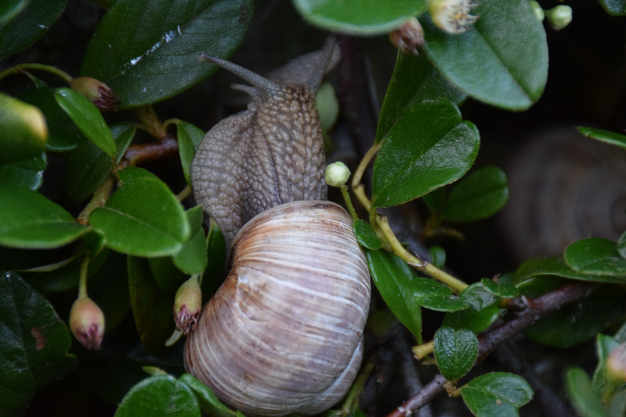 snail animal nature free photo