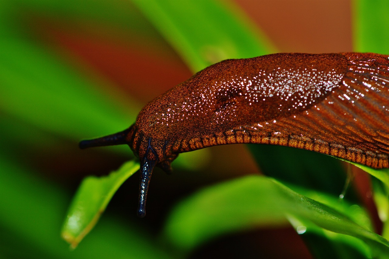 snail slug garden free photo