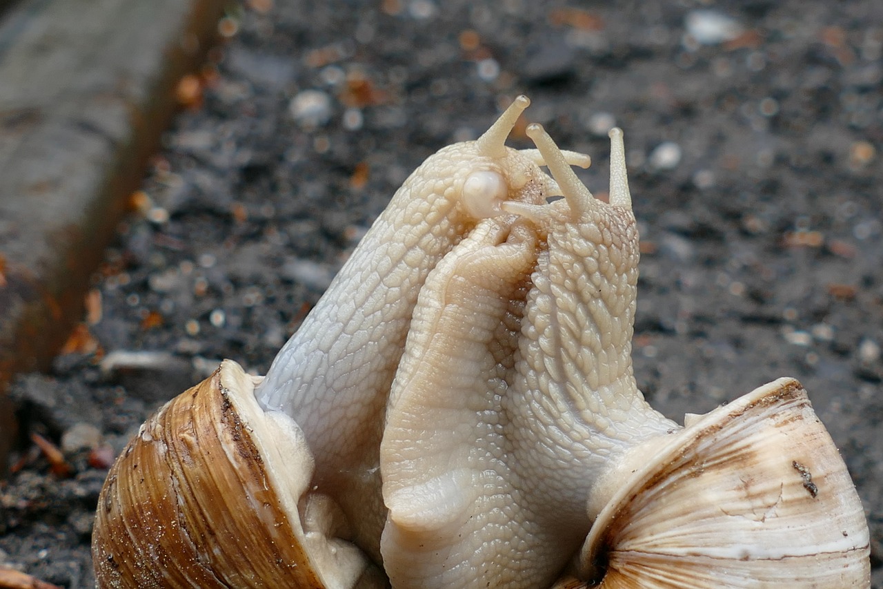 snail copulation pairing free photo