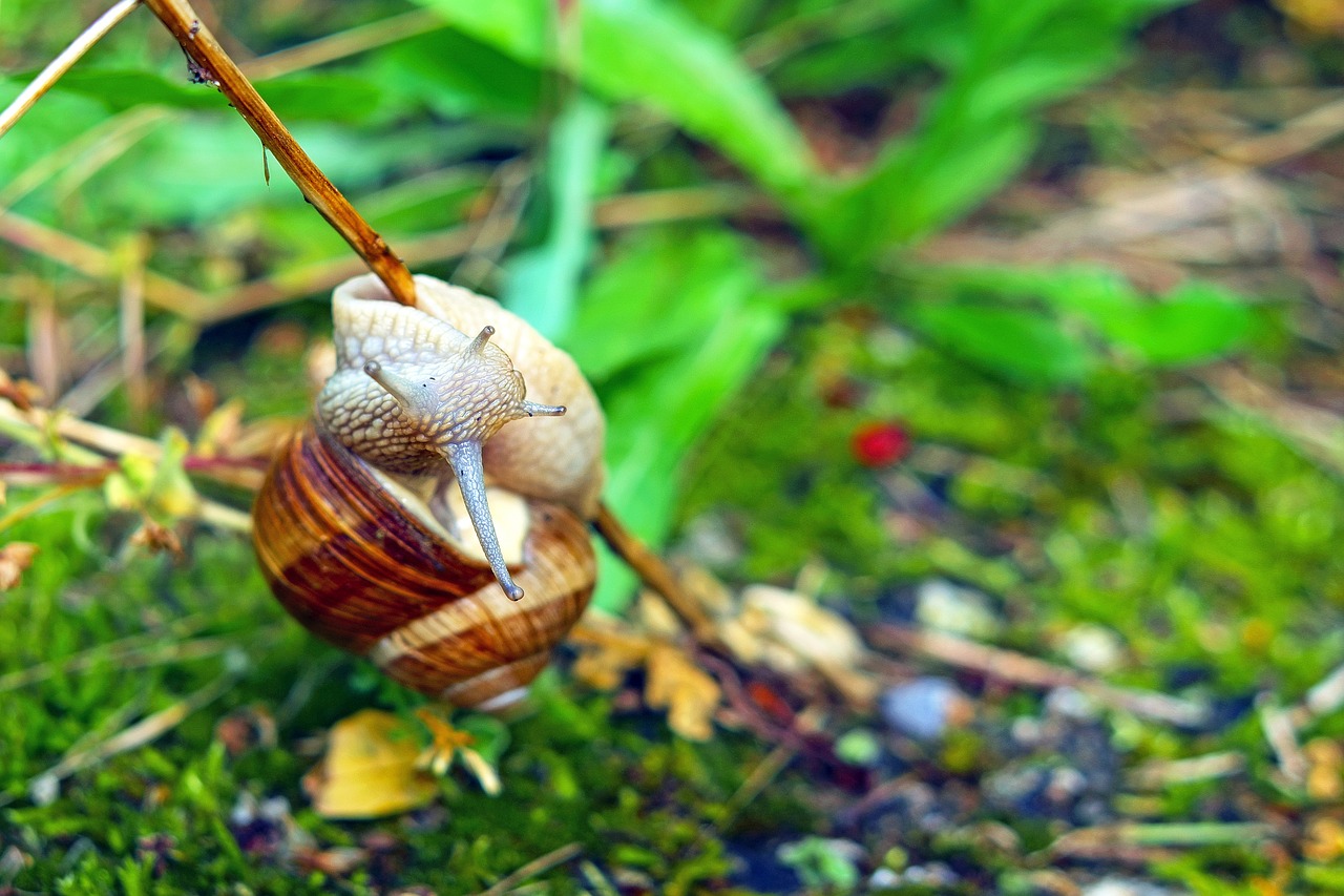 snail mollusk branch free photo