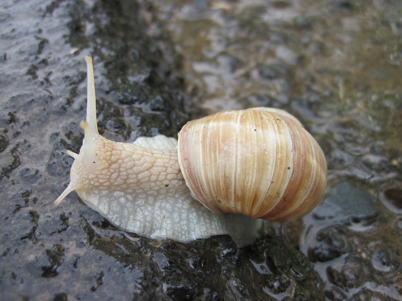 snail shell mollusk free photo