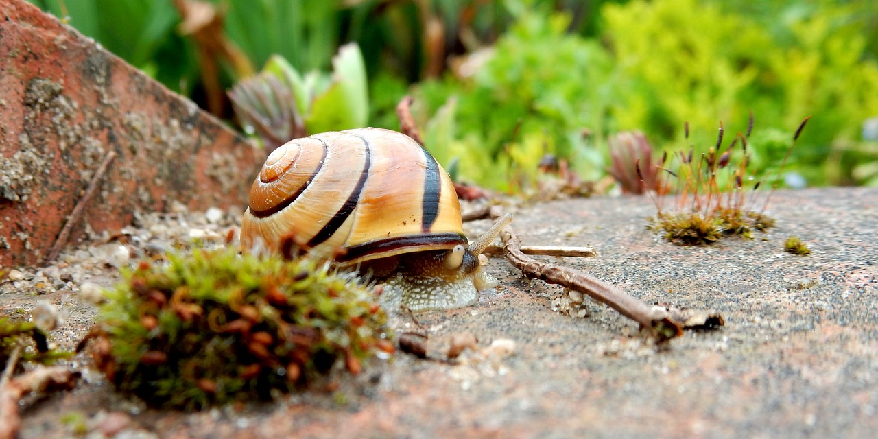 snail housing nature free photo
