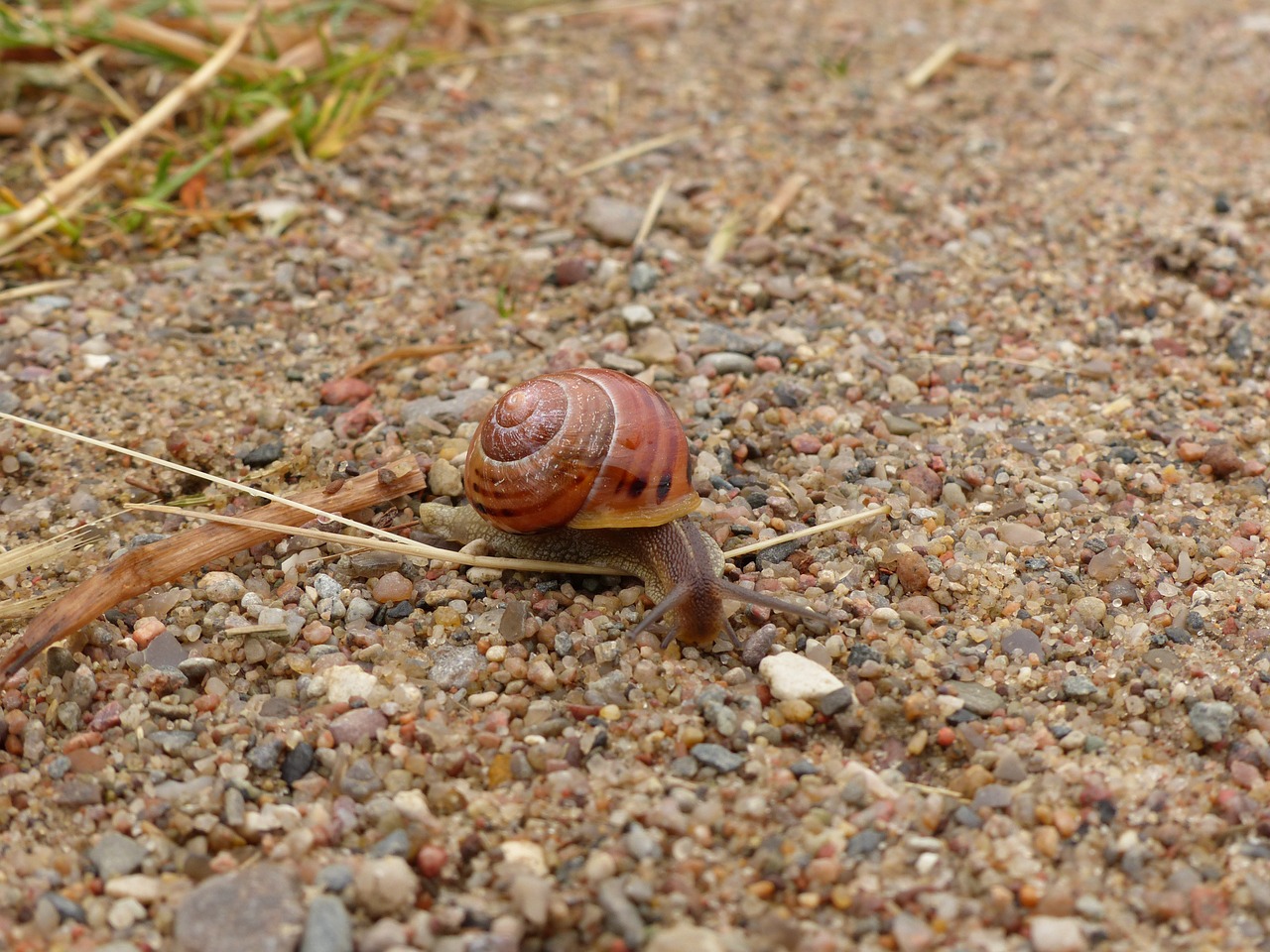 snail nature reptile free photo