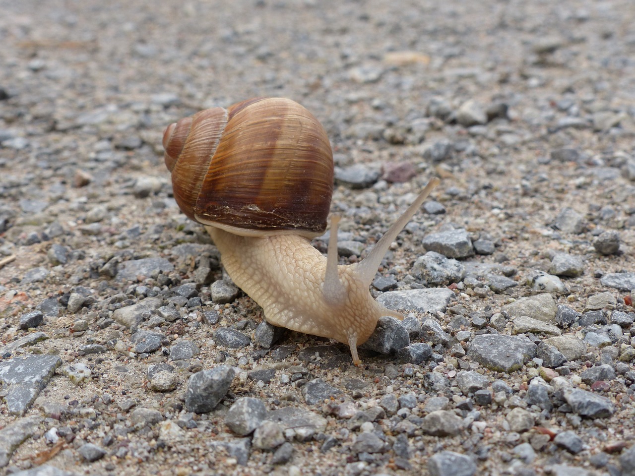 snail mollusk reptile free photo