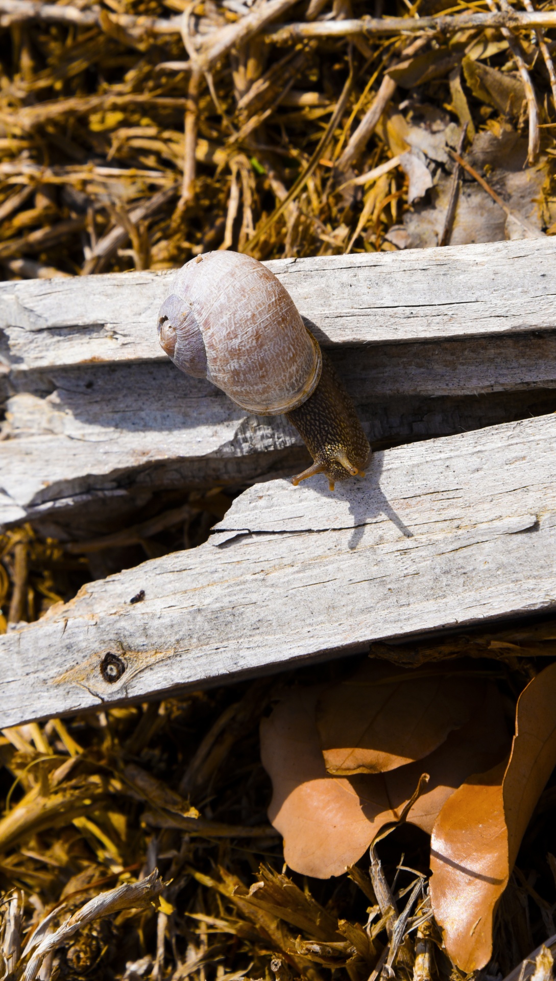 snail wood leaves free photo